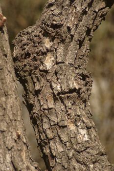 Detail of the bark of the persimmon plant