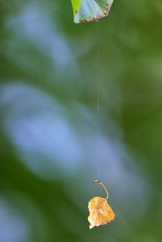 Single leaf hanging on spiderweb in a forest