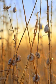 Sunset with snail shell on autumn field