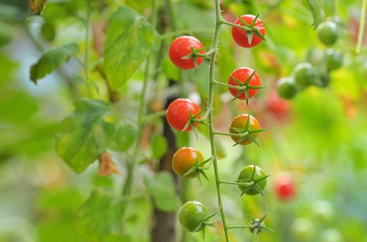 Branch of red ripe and green unripe tomatoes in garden