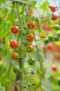 Branch of red ripe and green unripe tomatoes