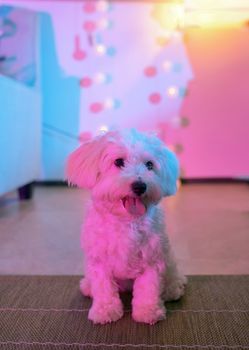 White maltese dog sitting at home on carpet