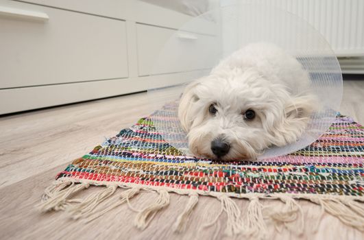 Sad Maltese dog with plastic elizabethan (buster) collar