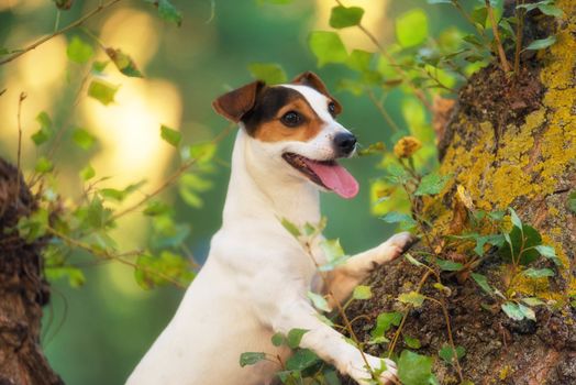 Jack Russell terrier dog in the park on grass meadow