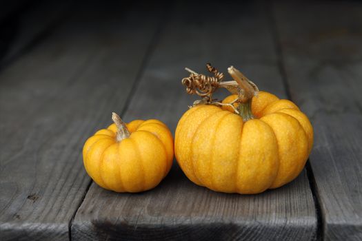 Two pumpkins on a dense background