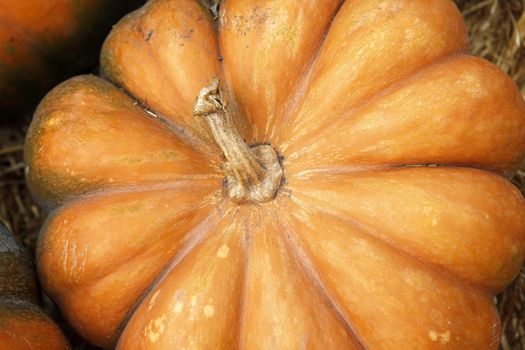 Big pumpkins. Fair of a pumpkins in California