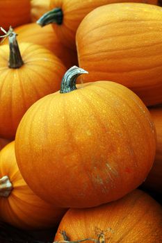 Fair of a pumpkins in California