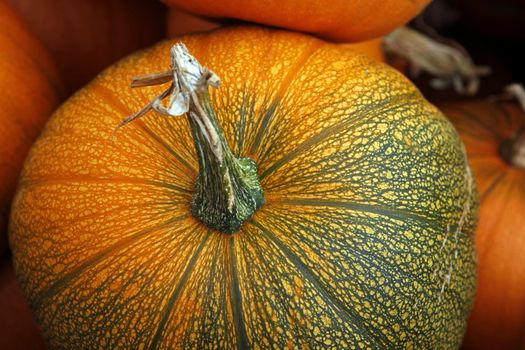 Big pumpkins. Fair of a pumpkins in California