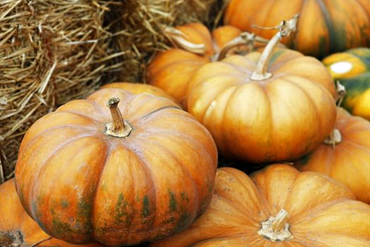 Big pumpkins. Fair of a pumpkins in California