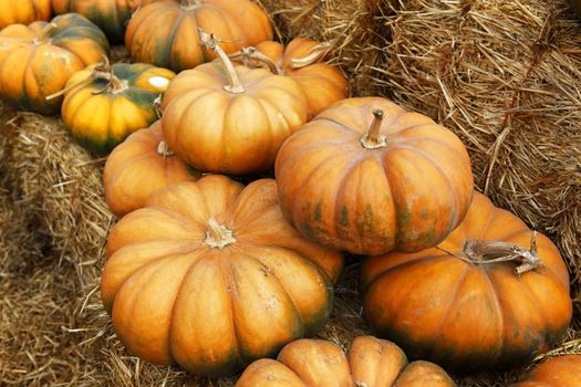 Fair of a pumpkins in California