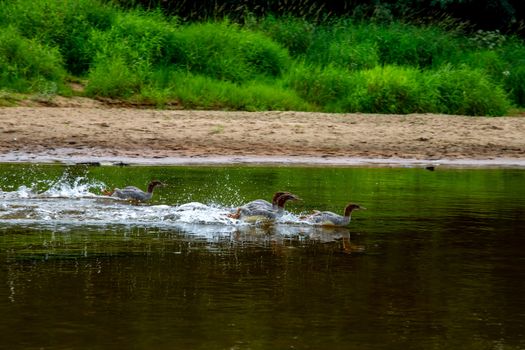 Ducks swimming in the river Gauja. Ducks on coast of river Gauja in Latvia. Duck is a waterbird with a broad blunt bill, short legs, webbed feet, and a waddling gait.

