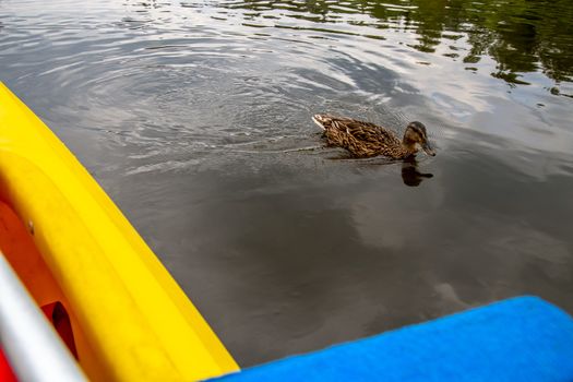 Duck swimming in the river Gauja near yellow boat. Ducks on coast of river Gauja.Duck is a waterbird with a broad blunt bill, short legs, webbed feet, and a waddling gait.

