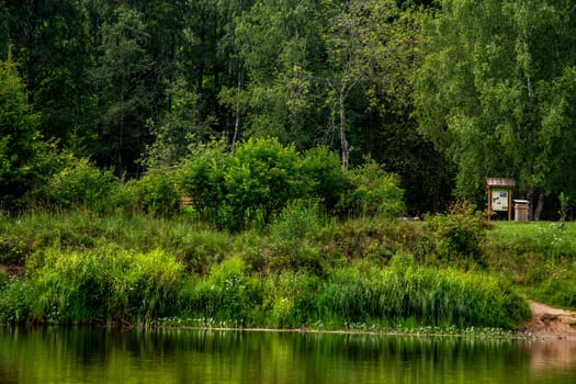 Long green grass growing on the forest river shore in Latvia. The Gauja is the longest river in Latvia, which is located only in the territory of Latvia. 

