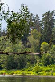 Forest with a dead and broken birch tree over the river in Latvia. The Gauja is the longest river in Latvia, which is located only in the territory of Latvia. 


