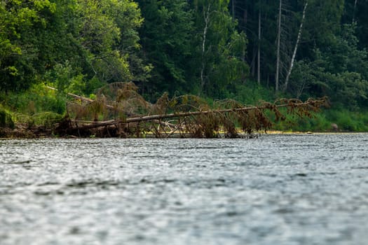 Forest with a dead and broken spruce tree on the river shore in Latvia. The Gauja is the longest river in Latvia, which is located only in the territory of Latvia. 

