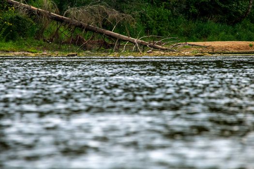 Forest with a dead and broken spruce tree on the river shore in Latvia. The Gauja is the longest river in Latvia, which is located only in the territory of Latvia. 

