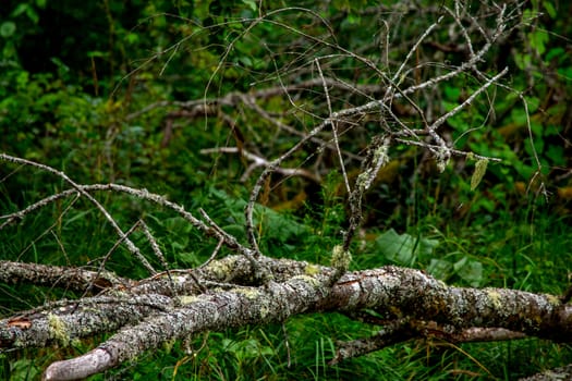 Forest with a dead and broken birch tree on the river shore in Latvia. The Gauja is the longest river in Latvia, which is located only in the territory of Latvia. 

