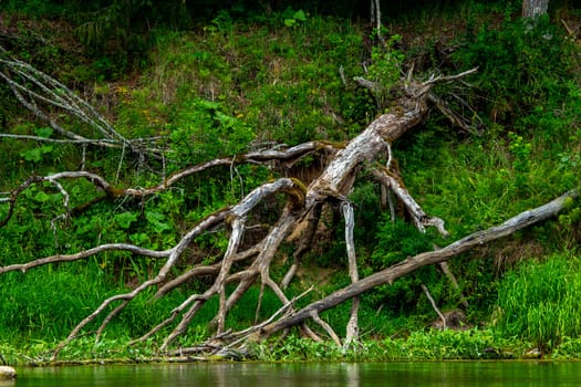 Forest with a dead and broken tree on the river shore in Latvia. The Gauja is the longest river in Latvia, which is located only in the territory of Latvia. 
