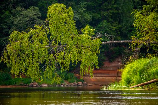 Landscape with cliff near the river Gauja and forest in the background. Broken birch tree over the river. The Gauja is the longest river in Latvia, which is located only in the territory of Latvia. 