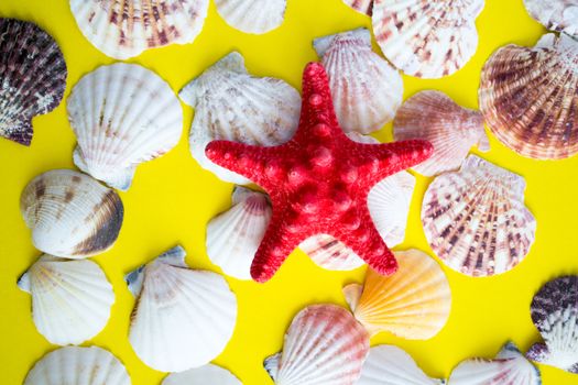 Red starfish and white seashells on yellow background like on the beach