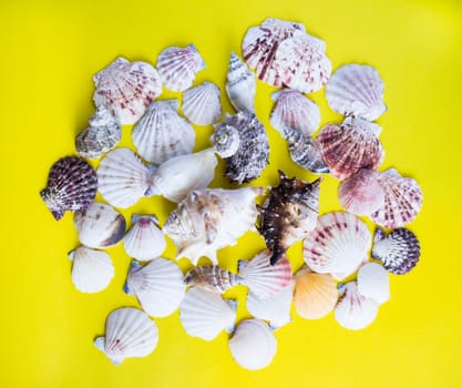 Seashells lay down on yellow background like on the beach