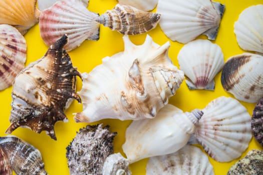 Seashells lay down on yellow background like on the beach