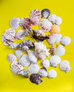 Seashells lay down on yellow background like on the beach