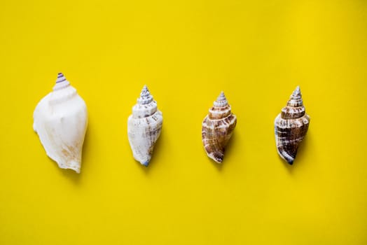 Horizontal line of different size of seashells on yellow background