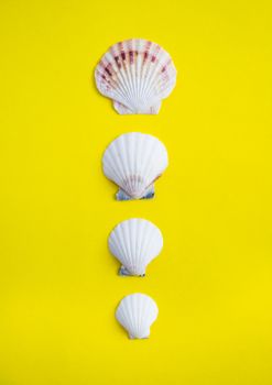 Vertical line of different size of seashells on yellow background