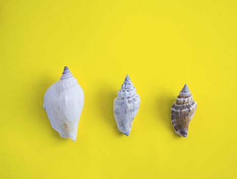 Horizontal line of different size of seashells on yellow background