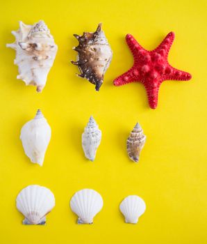 Lines of different type of seashells