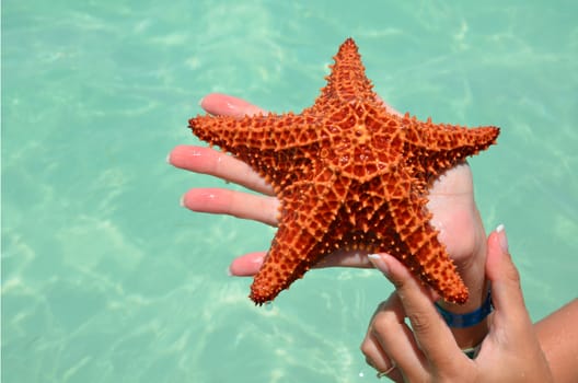 Red starfish in female hands on a background of beautiful sea. The concept of a beach holiday.