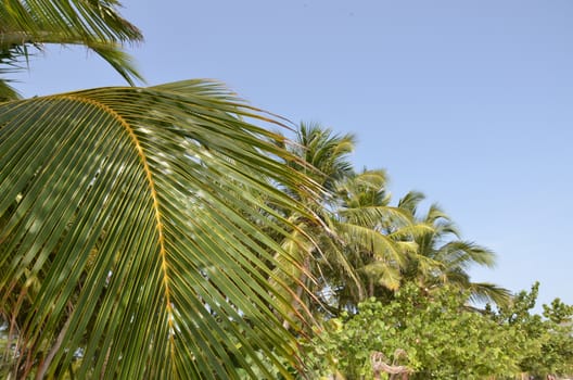The branches of the palm trees on blue sky background.