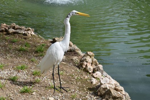 white egret at the pond hunting for fish. Fauna of the Dominican Republic.