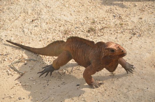 Brown iguana crawling across the sand in search of prey. Fauna Of The Caribbean.