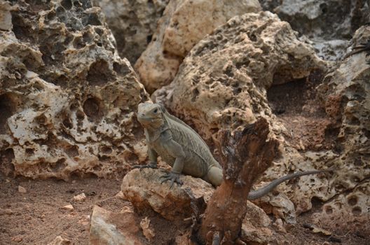 Brown iguanas sitting on the rocks. Fauna Of The Caribbean.