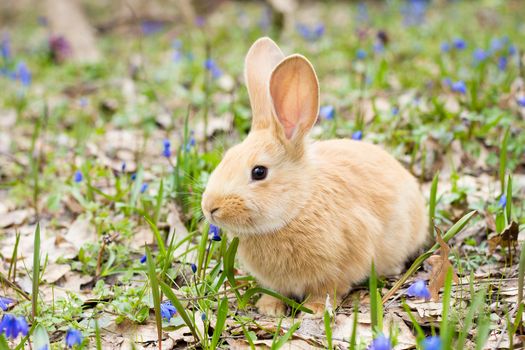 a glade of blue spring flowers with a little fluffy red rabbit, an Easter bunny, a hare on a meadow