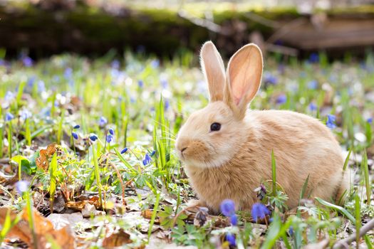 a glade of blue spring flowers with a little fluffy red rabbit, an Easter bunny, a hare on a meadow