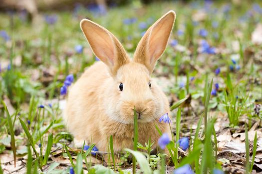 a glade of blue spring flowers with a little fluffy red rabbit, an Easter bunny, a hare on a meadow