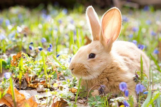 a glade of blue spring flowers with a little fluffy red rabbit, an Easter bunny, a hare on a meadow