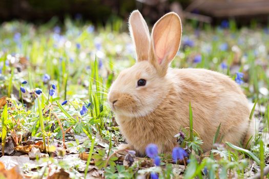 a glade of blue spring flowers with a little fluffy red rabbit, an Easter bunny, a hare on a meadow