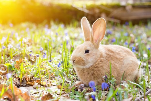 a glade of blue spring flowers with a little fluffy red rabbit, an Easter bunny, a hare on a meadow