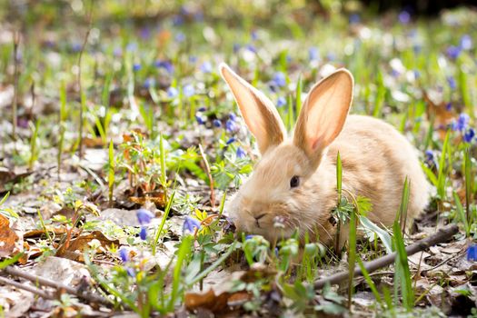 a glade of blue spring flowers with a little fluffy red rabbit, an Easter bunny, a hare on a meadow