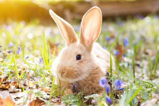 a glade of blue spring flowers with a little fluffy red rabbit, an Easter bunny, a hare on a meadow