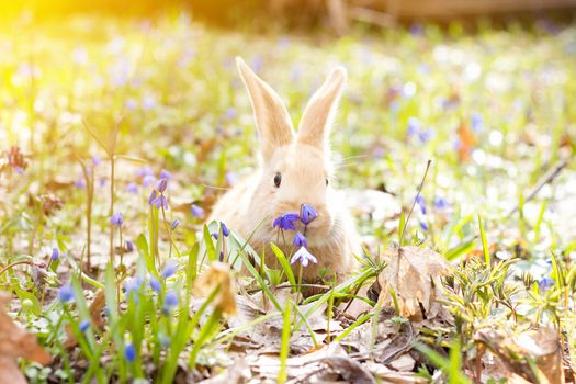 a glade of blue spring flowers with a little fluffy red rabbit, an Easter bunny, a hare on a meadow