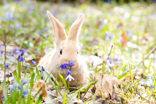 a glade of blue spring flowers with a little fluffy red rabbit, an Easter bunny, a hare on a meadow