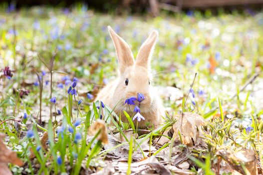 a glade of blue spring flowers with a little fluffy red rabbit, an Easter bunny, a hare on a meadow