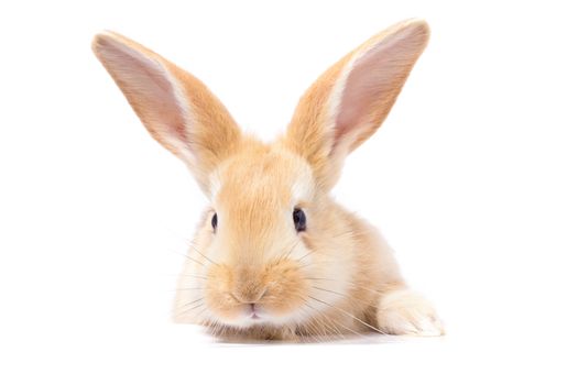 Red fluffy rabbit looks at the sign. Isolated on white background. Easter Bunny. red rabbit for advertising