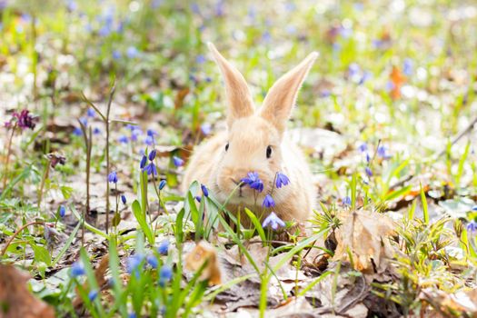 a glade of blue spring flowers with a little fluffy red rabbit, an Easter bunny, a hare on a meadow