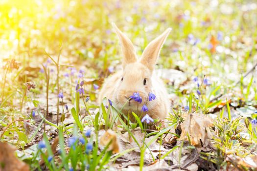 a glade of blue spring flowers with a little fluffy red rabbit, an Easter bunny, a hare on a meadow